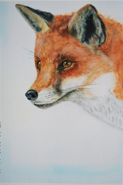  "Wily Fox"  Watercolour